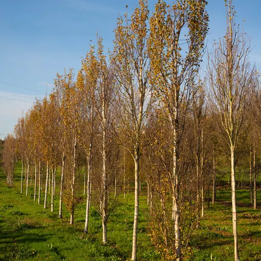 Betula pendula 'Fastigiata' — fall