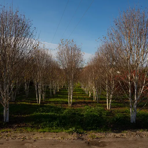 Betula utilis 'Jacquemontii' — specimen