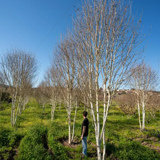 Betula utilis 'Jacquemontii' — specimen
