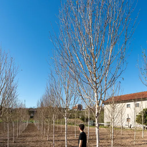 Betula utilis 'Jacquemontii' — specimen