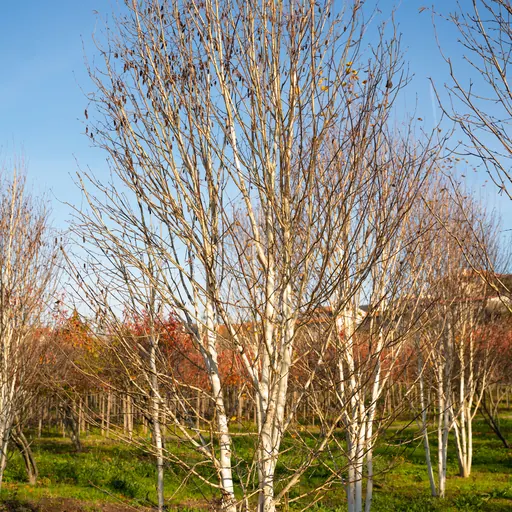 Betula utilis 'Jacquemontii' — specimen