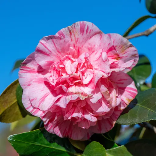 Camellia japonica — flower detail