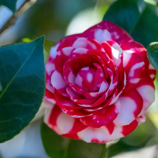 Camellia japonica — flower detail