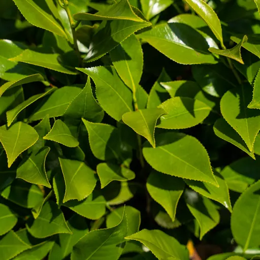 Camellia japonica — leaf detail