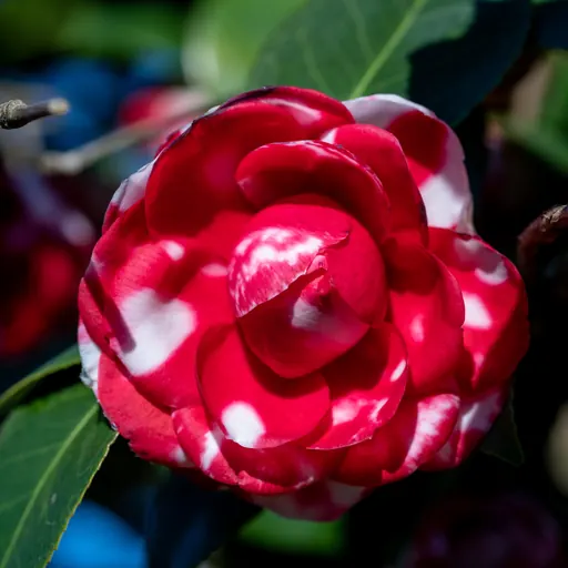Camellia japonica — flower detail