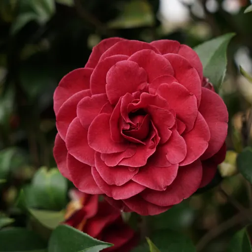 Camellia japonica — flower detail