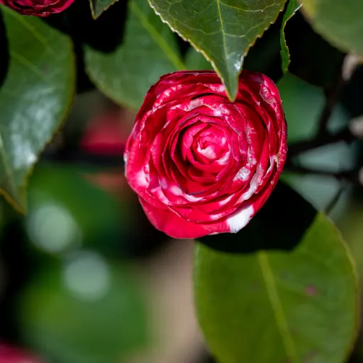 Camellia japonica — flower detail