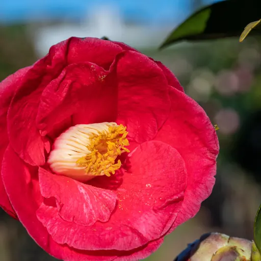Camellia japonica — flower detail