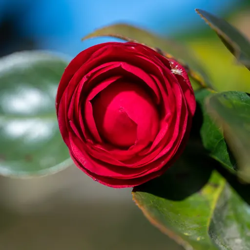 Camellia japonica — flower detail