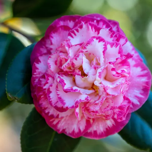 Camellia japonica — flower detail