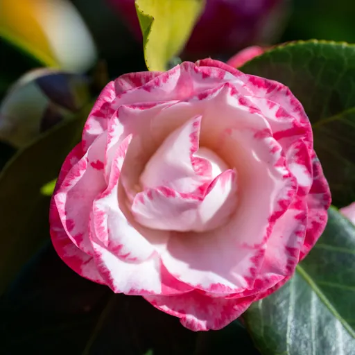 Camellia japonica — flower detail