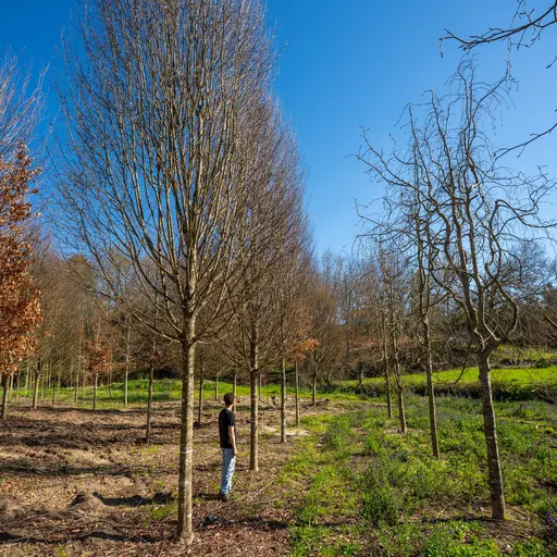 Carpinus betulus 'Fastigiata' — specimen