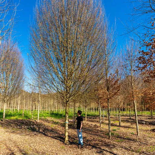 Carpinus betulus 'Fastigiata' — specimen
