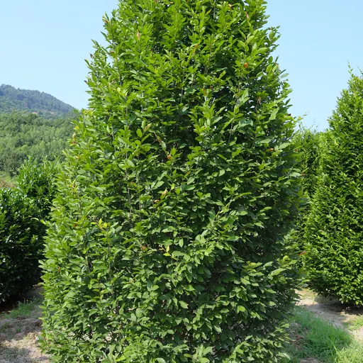 Carpinus betulus 'Fastigiata' — specimen