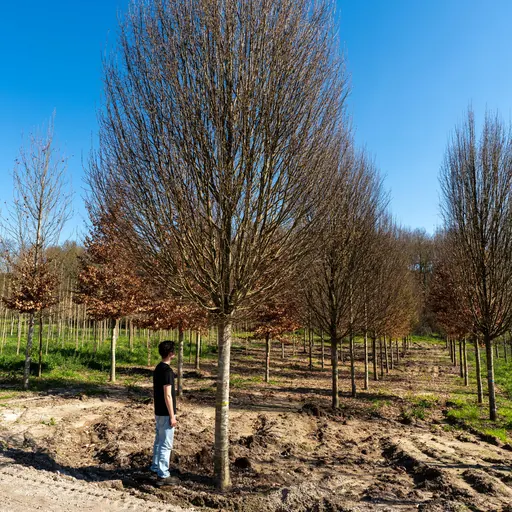 Carpinus betulus 'Fastigiata' — specimen