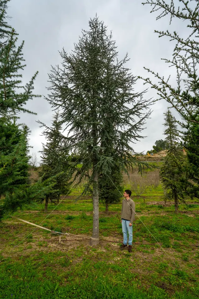 Cedrus atlantica 'Glauca' — specimen