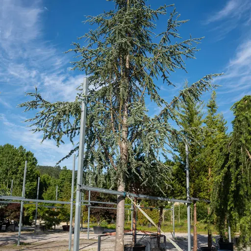 Cedrus atlantica 'Glauca' — specimen