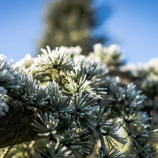 Cedrus atlantica 'Glauca' — specimen
