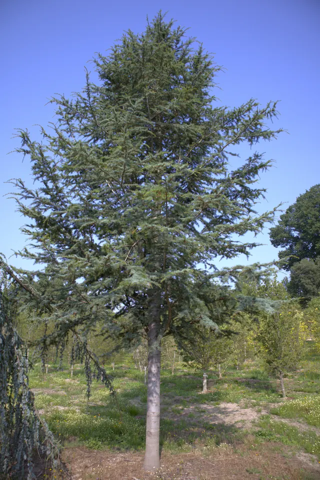 Cedrus atlantica — specimen