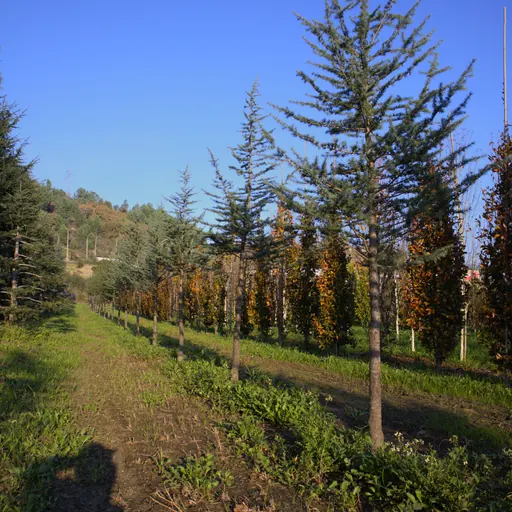 Cedrus atlantica — specimen