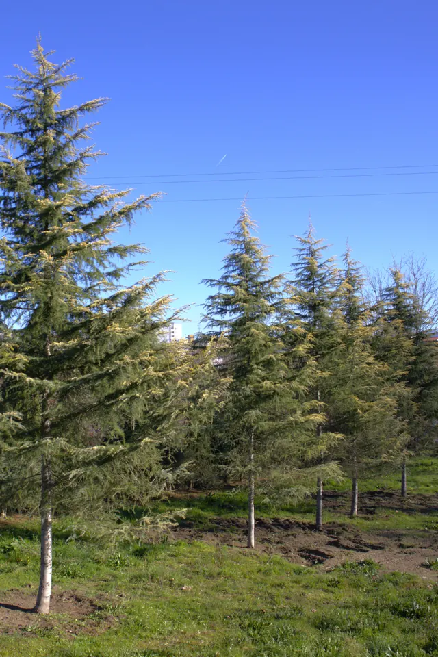 Cedrus deodara 'Aurea' — specimen