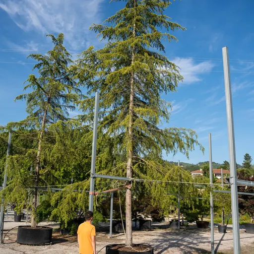 Cedrus deodara 'Aurea' — specimen