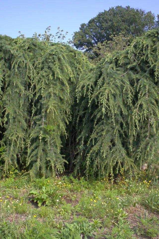 Cedrus deodara 'Pendula' — specimen