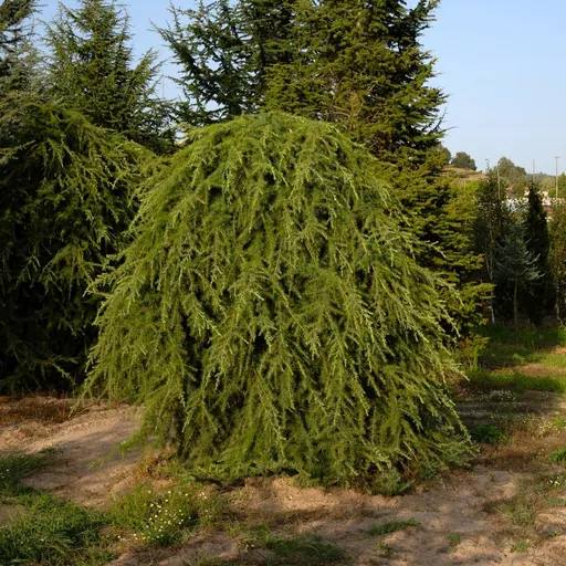 Cedrus deodara 'Pendula' — specimen