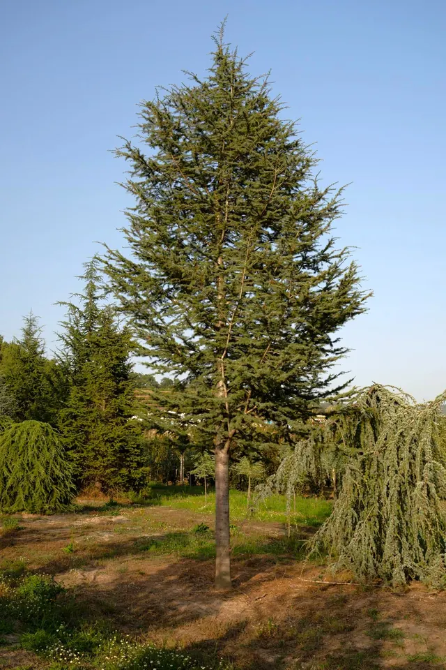 Cedrus libani — specimen