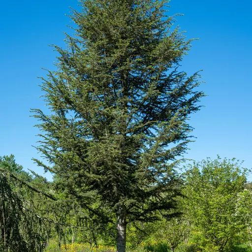Cedrus libani — specimen