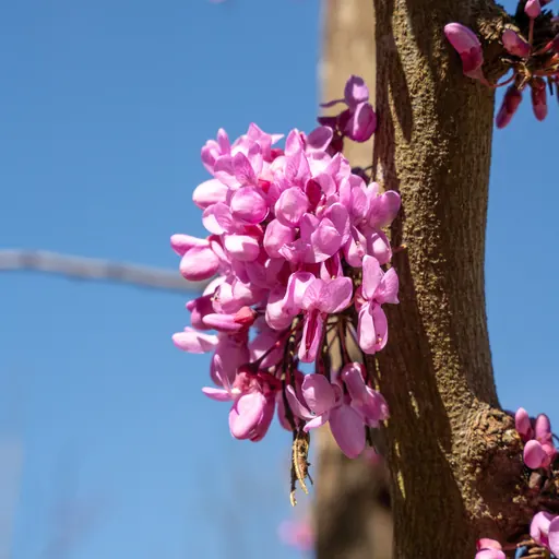 Cercis siliquastrum — specimen