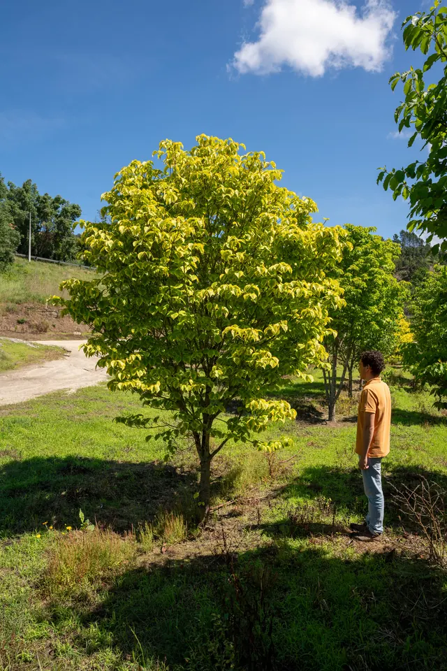 Cornus florida 'Rainbow' — specimen