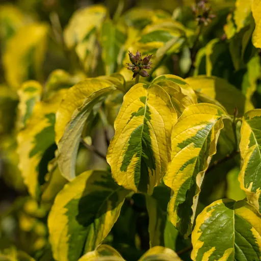 Cornus florida 'Rainbow' — specimen
