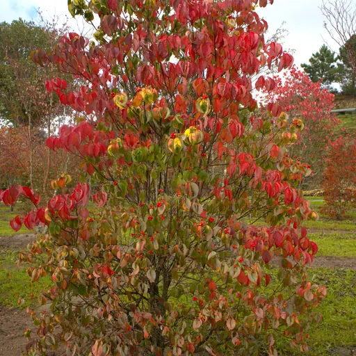 Cornus florida 'Rainbow' — specimen