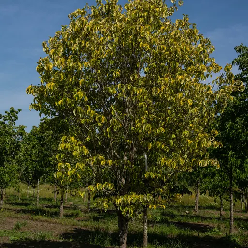 Cornus florida 'Rainbow' — specimen