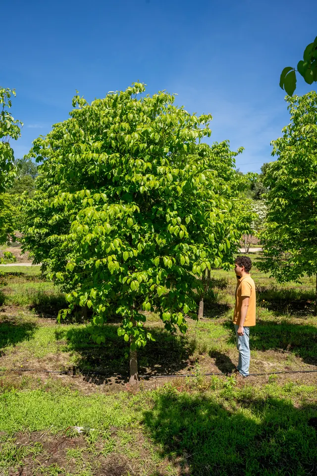 Cornus florida 'Rubra' — specimen