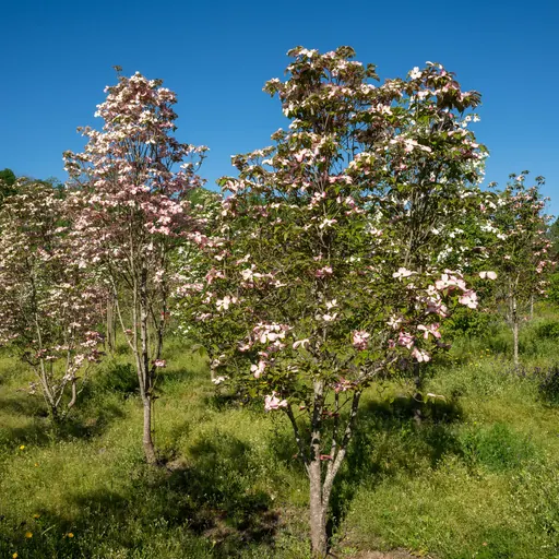 Cornus florida 'Rubra' — specimen