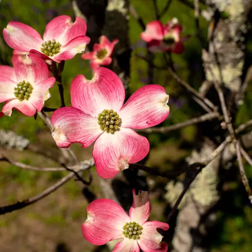 Cornus florida 'Rubra' — specimen