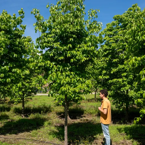 Cornus florida 'Rubra' — specimen