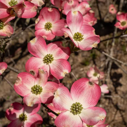 Cornus florida 'Rubra' — specimen