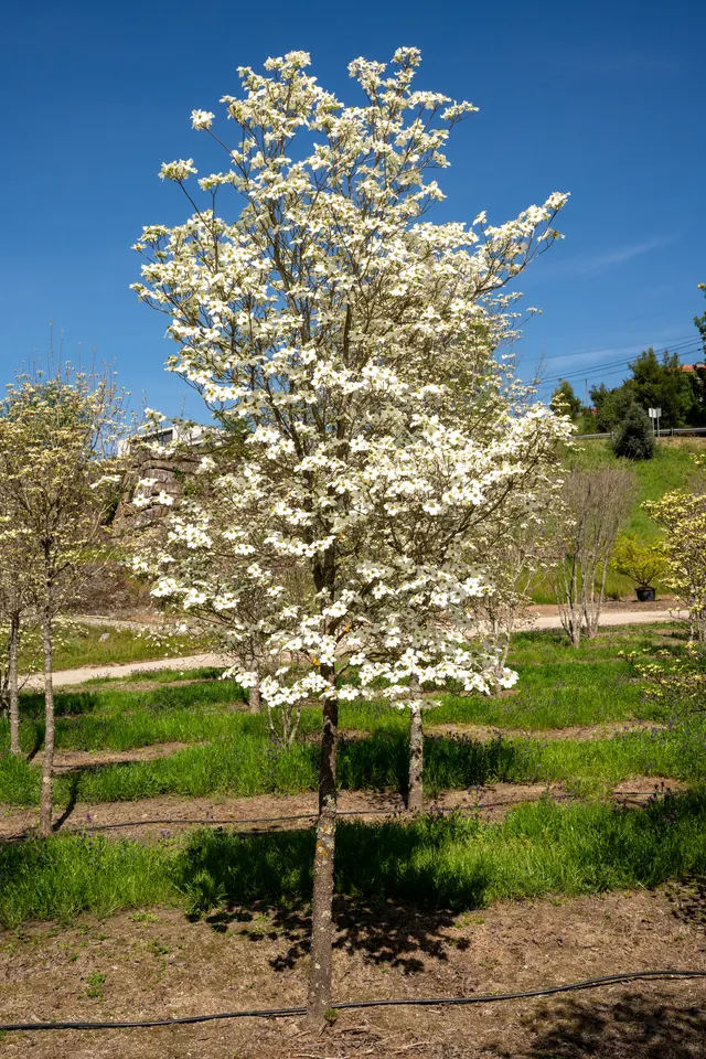 Cornus florida — specimen