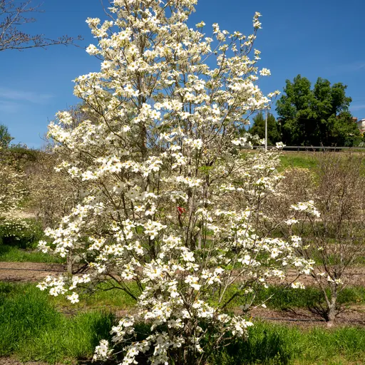 Cornus florida — specimen