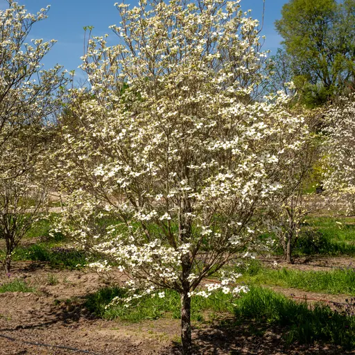 Cornus florida — specimen