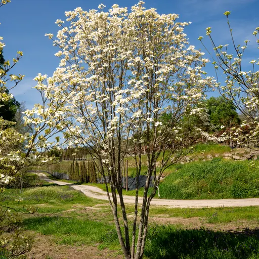 Cornus florida — specimen