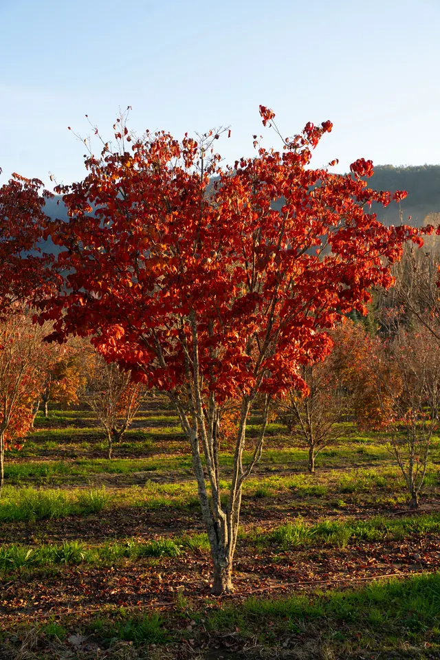Cornus kousa 'Chinensis' — specimen