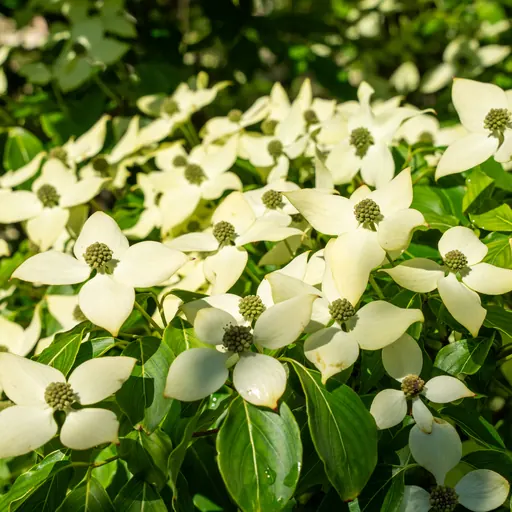 Cornus kousa 'Chinensis' — specimen