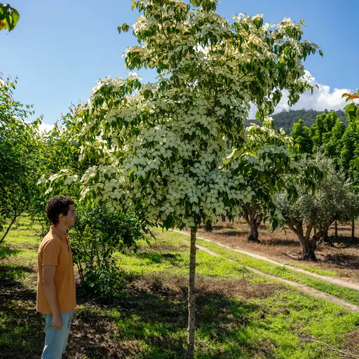Cornus kousa 'Chinensis' — specimen