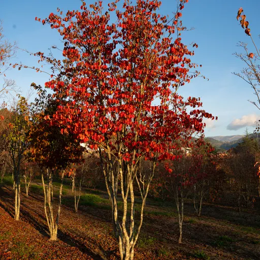 Cornus kousa 'Chinensis' — specimen