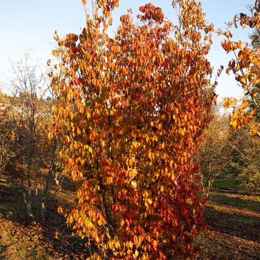 Cornus kousa 'Chinensis' — specimen