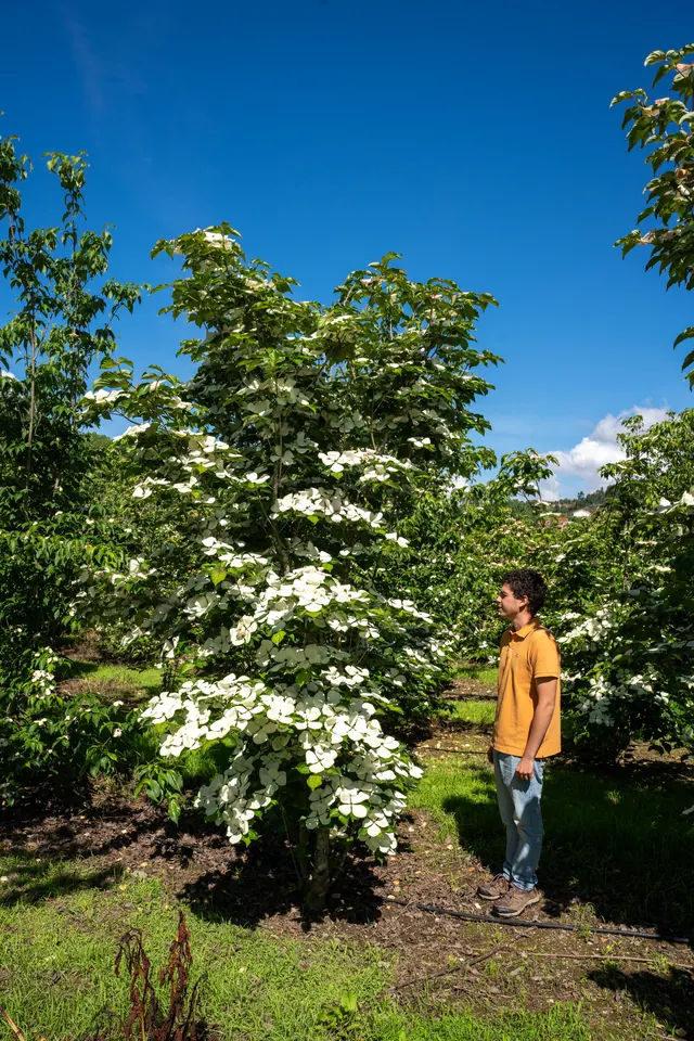 Cornus kousa 'Venus' — specimen